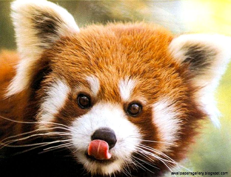 Know About Cute Little Red Panda From Himalayas Animals Globe Know About Cute Little Red Panda From Himalayas Animals Globe