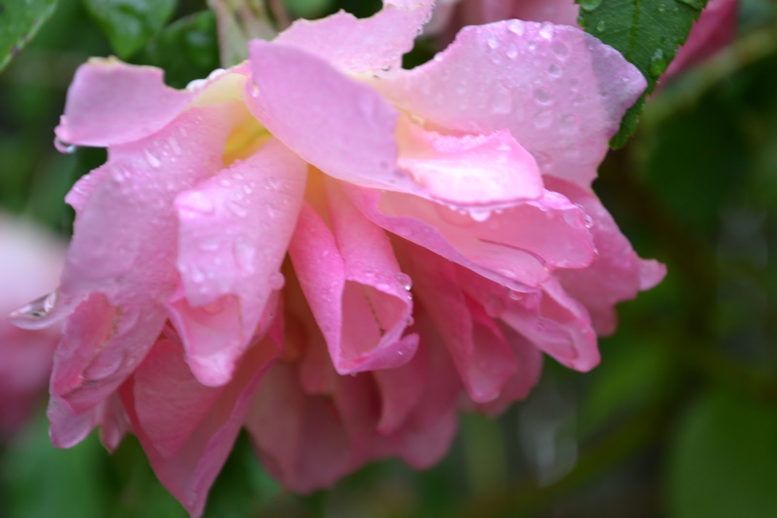 THE FRENCH HUTCH PETALS FROM THE PAST