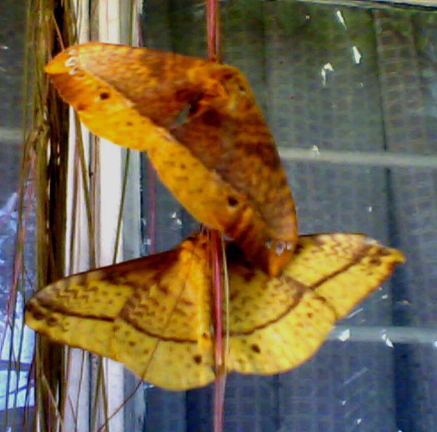 Программа Для Изменения Тональности Музыки