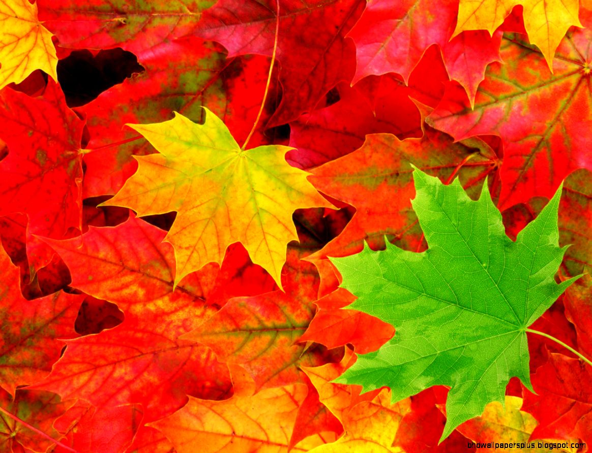 Beautiful Autumn Leaves HD Wallpapers Beautiful Autumn Leaves HD Wallpapers