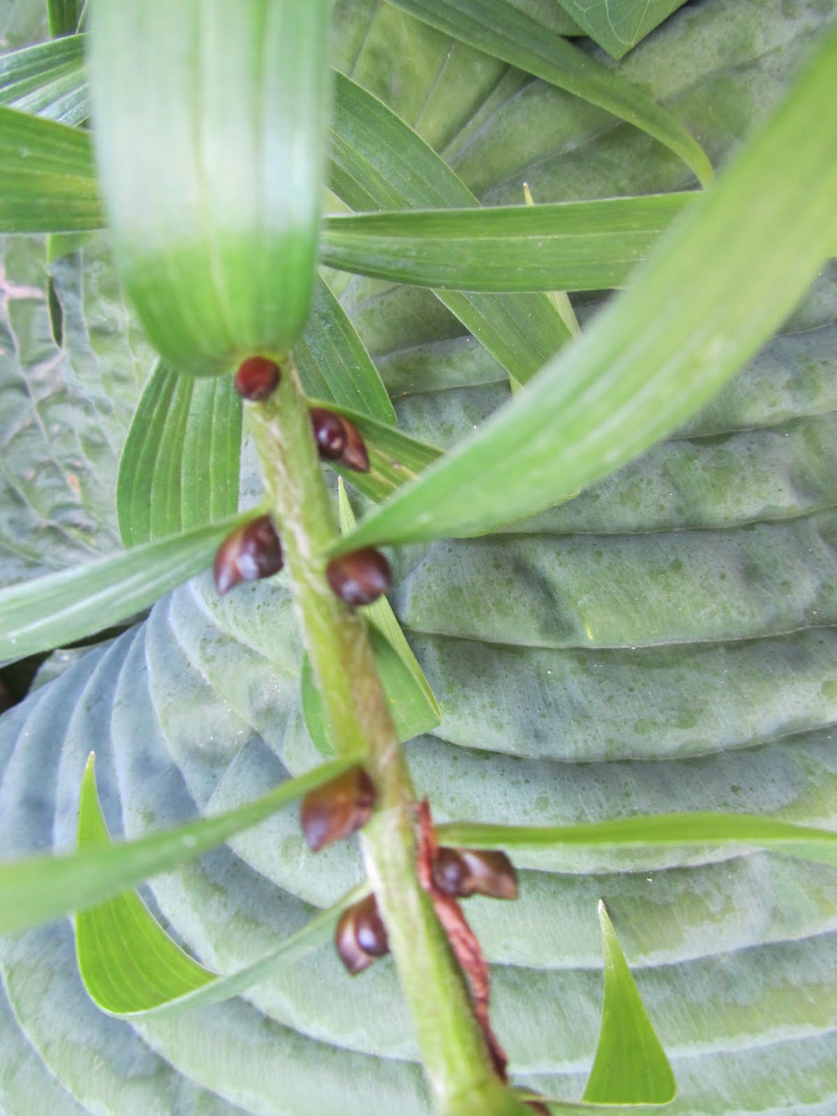 Cheesehead Gardening Collecting hosta and daylily seeds