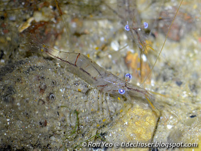 Rock Pool Shrimps (Palaemon spp. or Macrobrachium spp.) Rock Pool Shrimps (Palaemon spp. or Macrobrachium spp.)