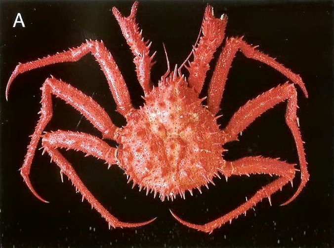 Huc & Gabet The Marine Fauna of New Zealand King Crabs of New Zealand