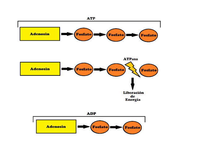RendimientoDeportivo ¿Qué es el ATP y como se transforma en energía?