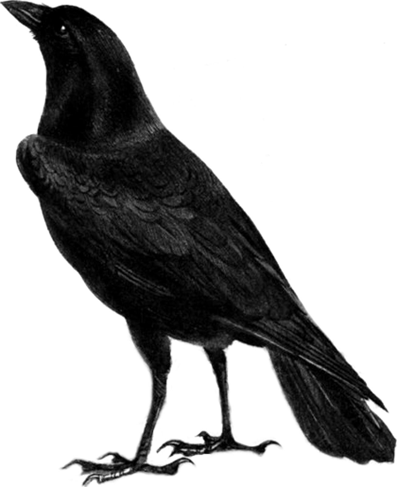 [Botões] Fundo castanho - Médio - Texto claro    2176+JPG+Black+Crow+Raven