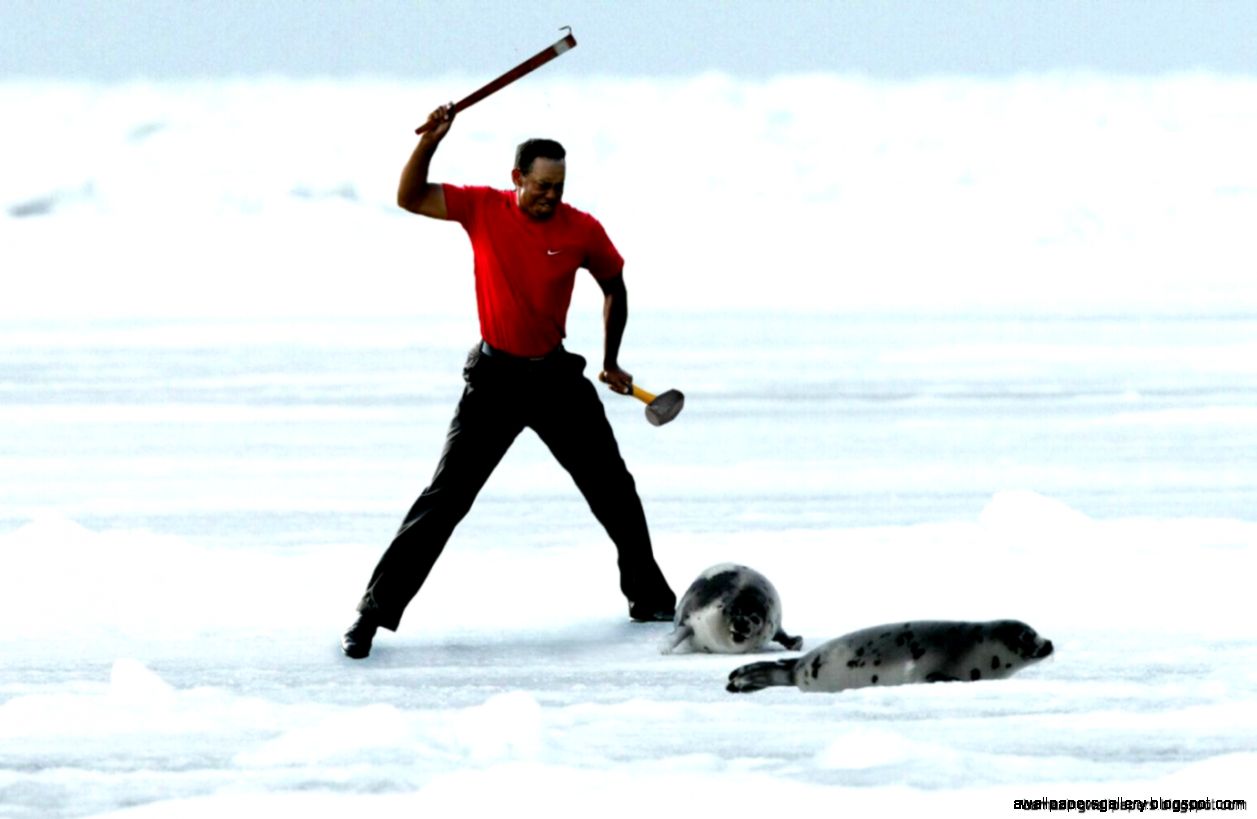 Clubbing Baby Seals Gif Amazing Wallpapers Clubbing Baby Seals Gif Amazing Wallpapers