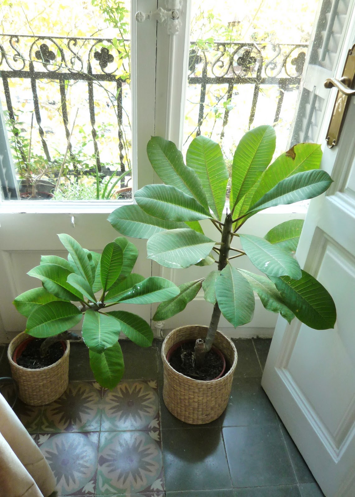 garden at heart Winter shelter for Plumerias