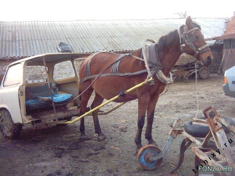 Анекдоты о зверюшках Анекдоты о зверюшках