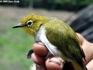 Jenis-jenis Burung Pleci - Berbagi Berita Berbagi Cerita