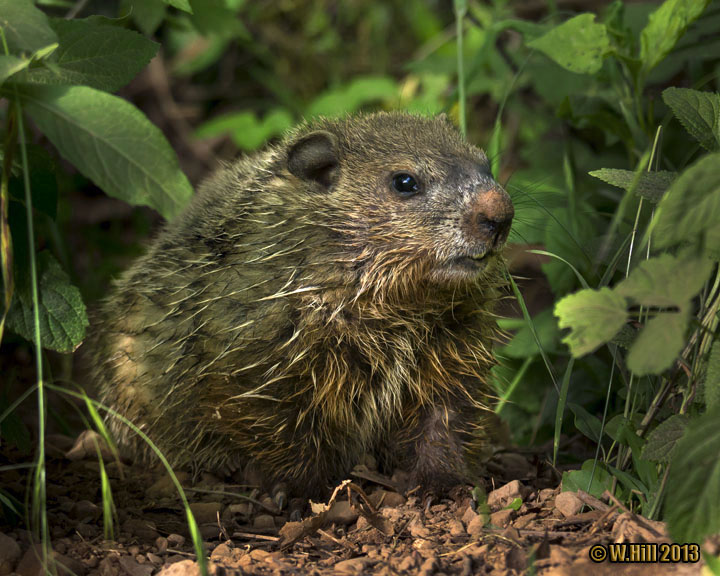 Pennsylvania Wildlife Photographer Young Wildlife Makes Exceptional
