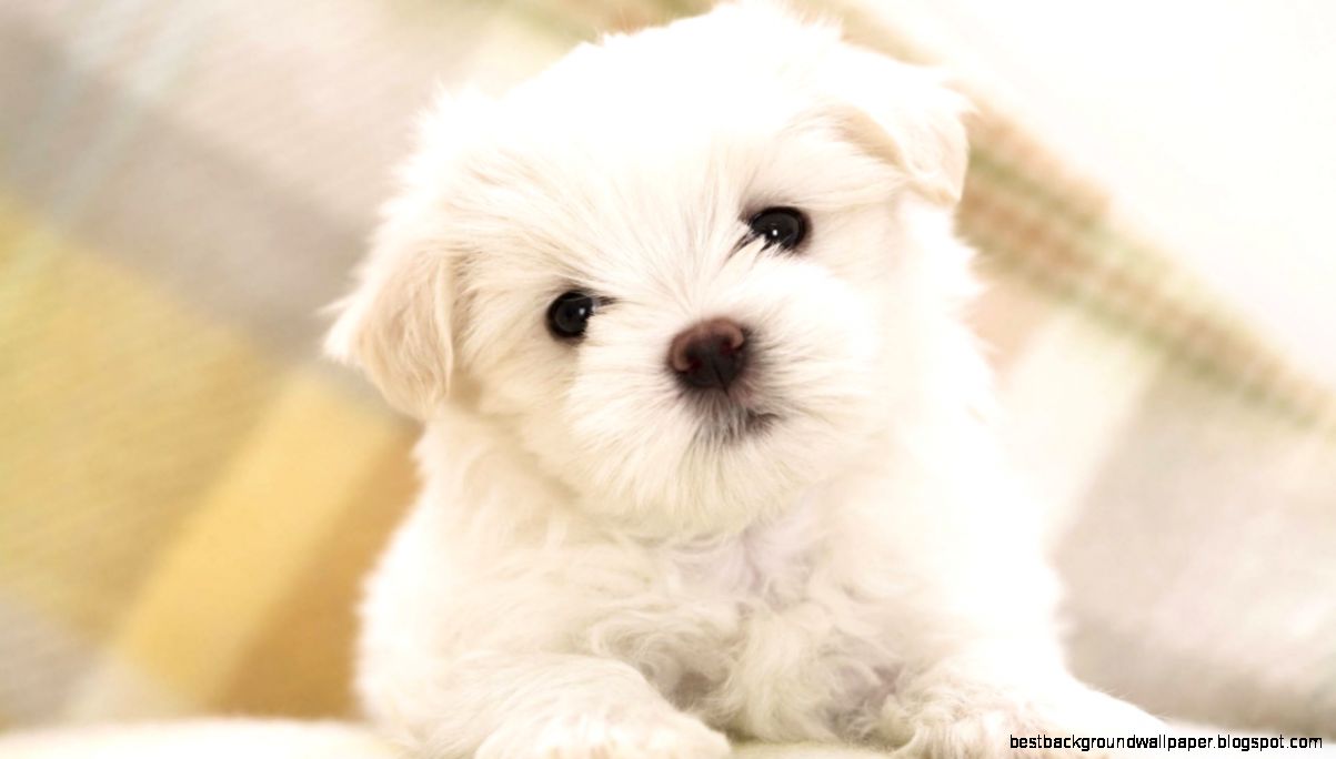 White Fluffy Puppy HD desktop wallpaper High Definition White Fluffy Puppy HD desktop wallpaper High Definition