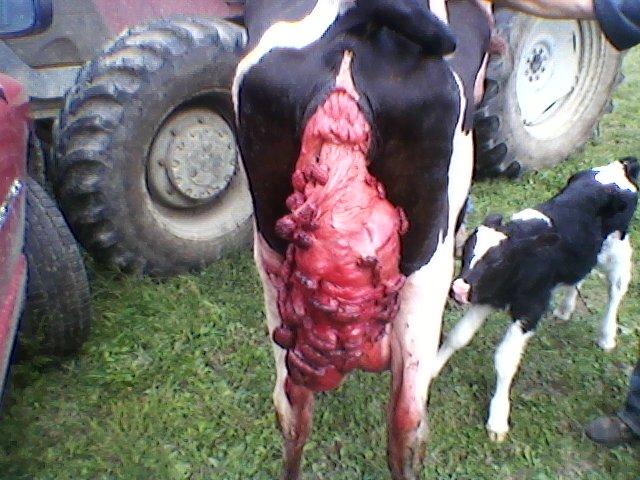 Image result for cow uterine prolapse