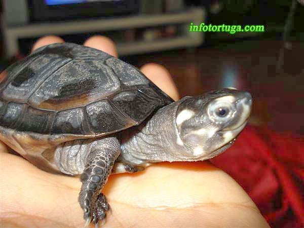 Siebenrockiella crassicollis - Black marsh turtle
