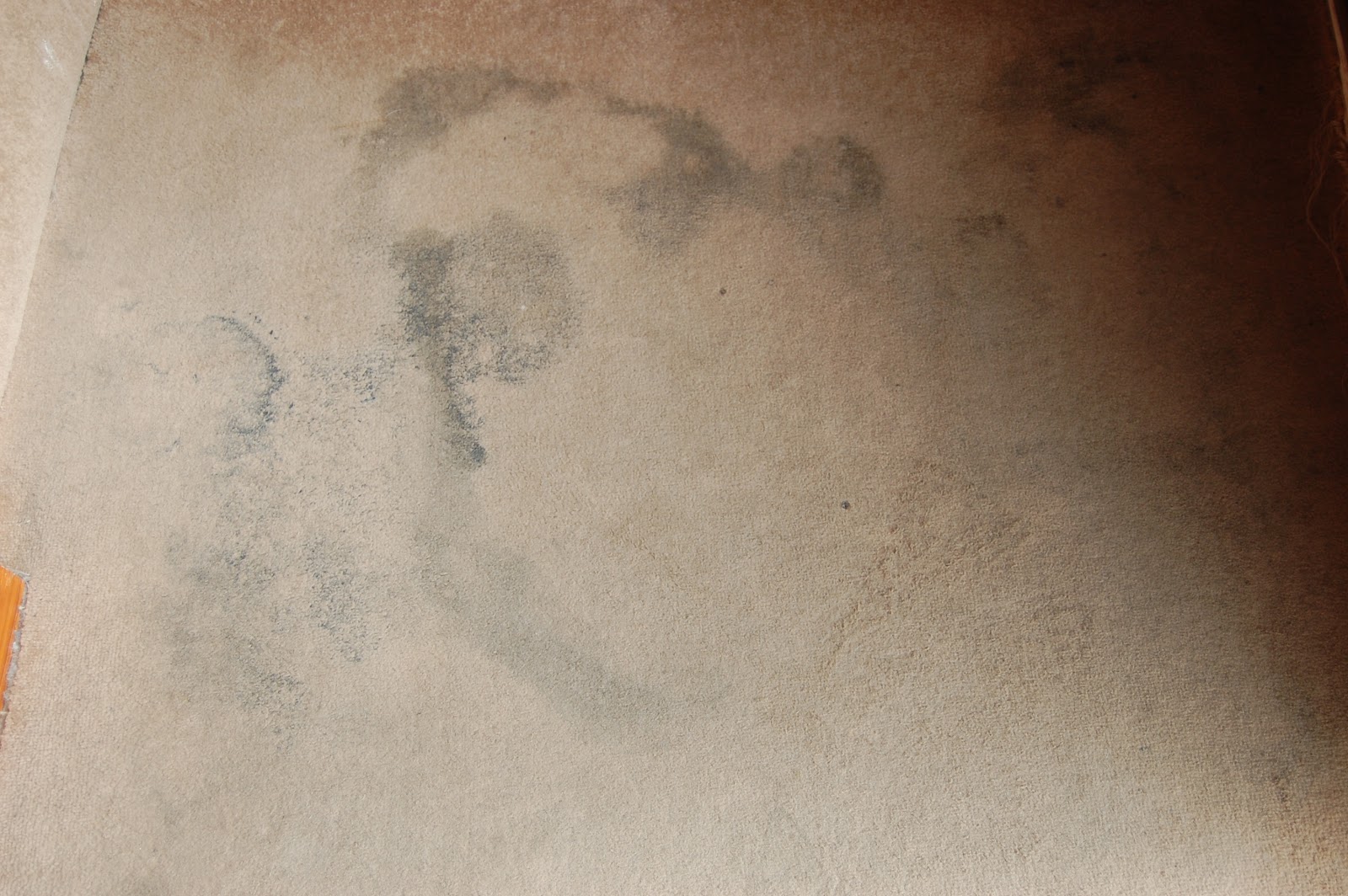 Rug Doctor Carpet Cleaner Review