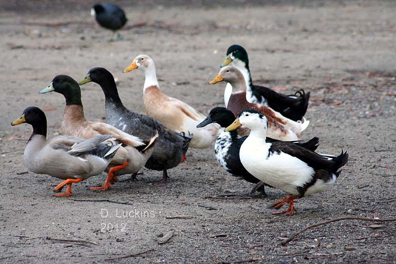 Killdeers, Phoebes and Finches (and Ducks!) Chollas Lake.
