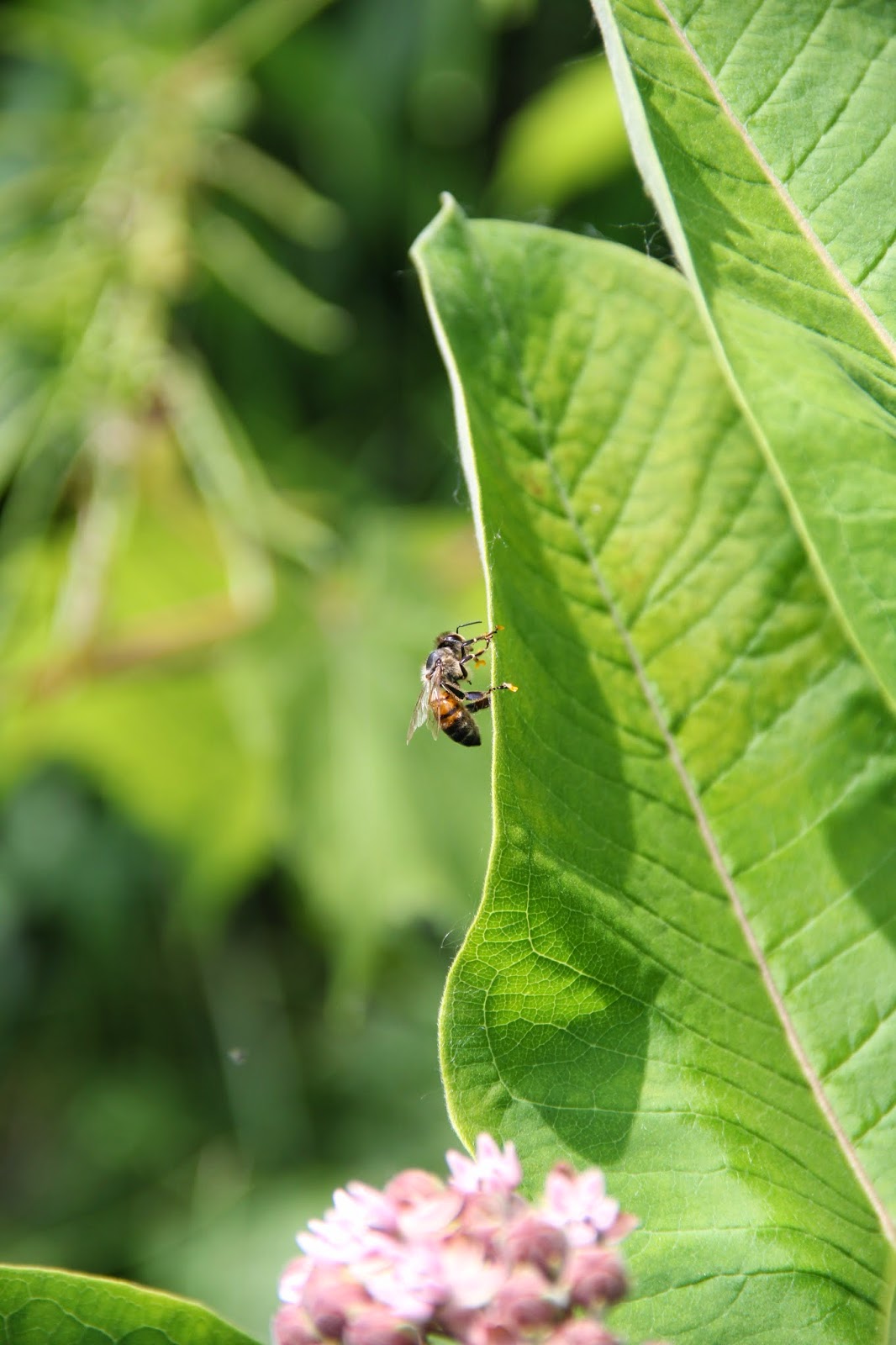 Isabella Conservation District Environmental Education Program Sticky