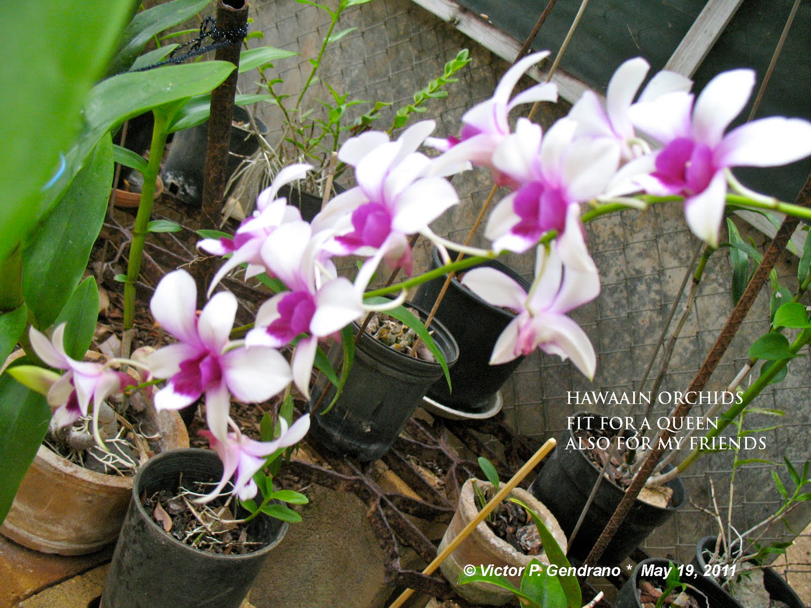 HAIKU AND TANKA HARVEST Hawaiian orchids