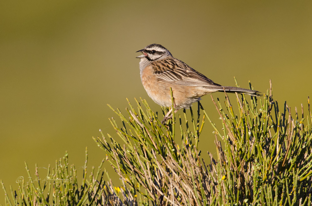 Escribano montesino, Emberiza cia, Rock Bunting Escribano montesino, Emberiza cia, Rock Bunting