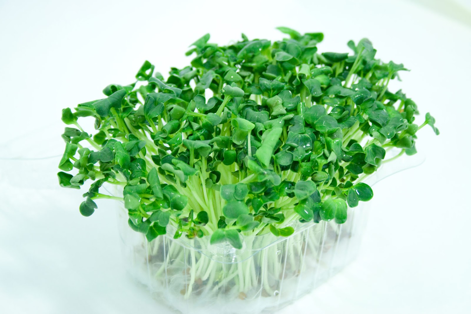 Nuevos y mejorados brotes de brócoli ideales para personas Nuevos y mejorados brotes de brócoli ideales para personas