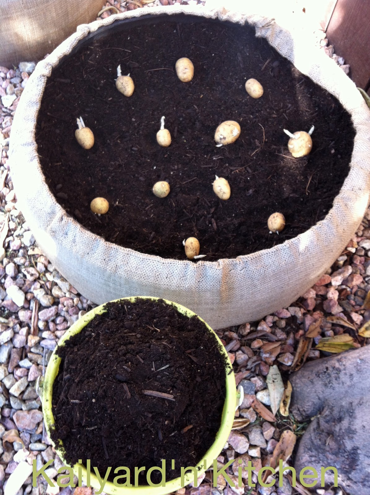 GROWING POTATOES IN THE TIRE TOWER Kailyard
