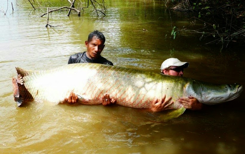 International Fishing News VIDEO Amazon Biggest Predator Fishes