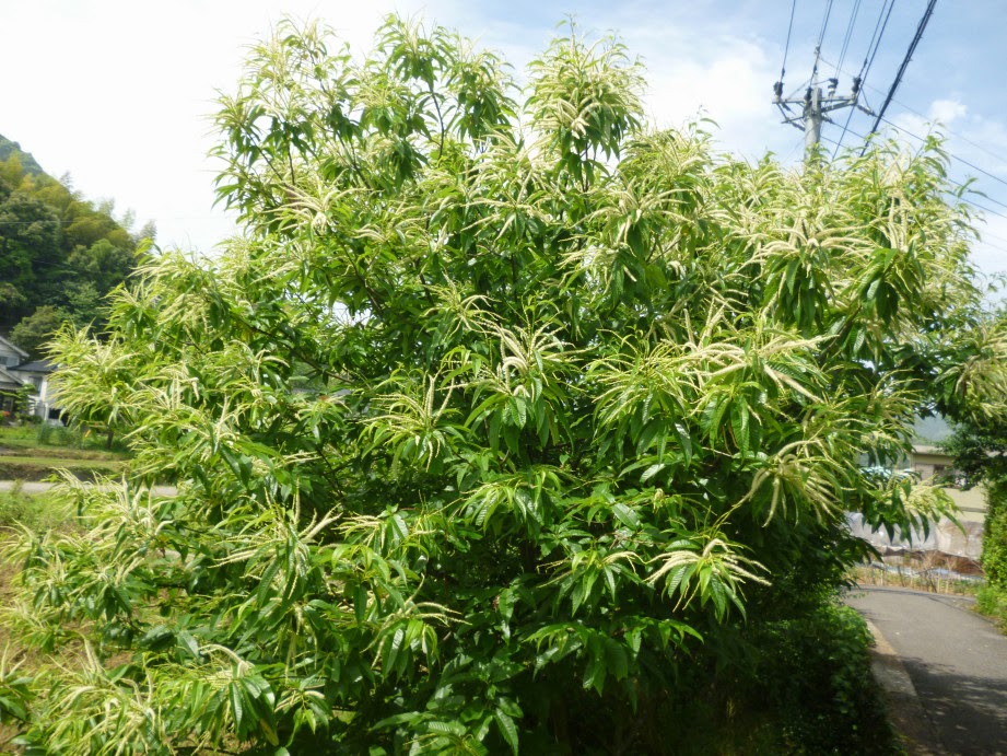 とおる ろこ 栗の花