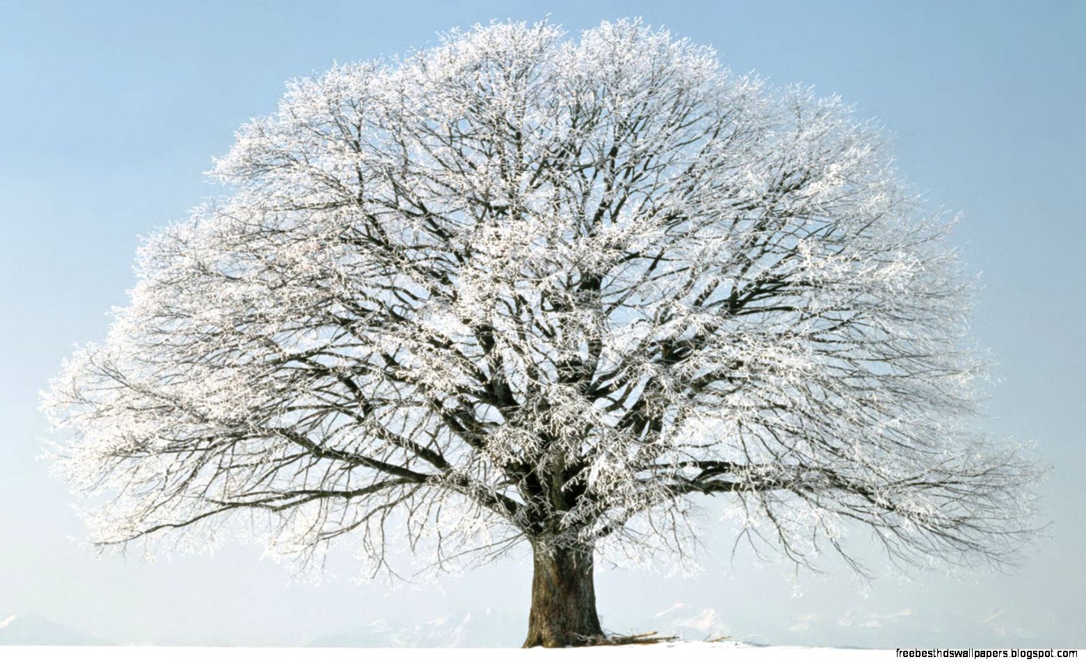 Winter Tree Snow HD Wallpaper of Winter Winter Tree Snow HD Wallpaper of Winter