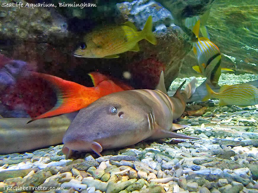 National SEA LIFE Centre in Birmingham The Globe Trotter