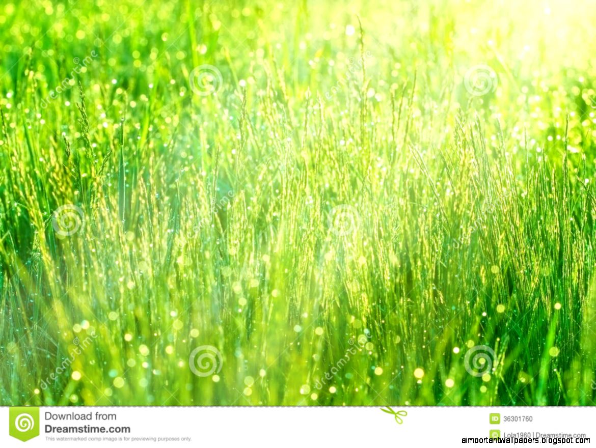 Morning Dew Illuminated By Sunlight Stock Photo Image 36301760 Morning Dew Illuminated By Sunlight Stock Photo Image 36301760