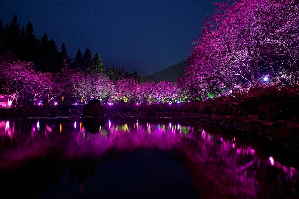 Cherry Blossom Festival imagens belíssimas Outra História