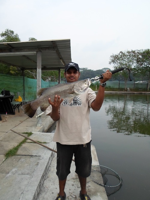 Punggol Aunty Pond Revisited