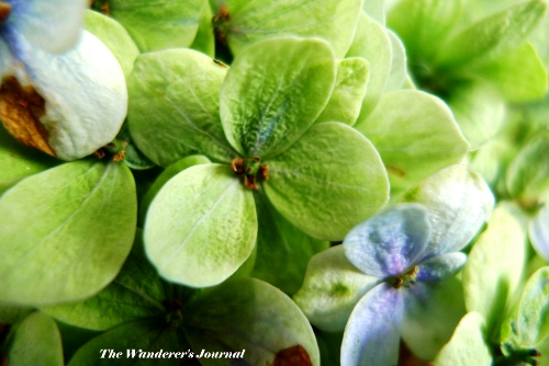 Hydrangea Sargentiana Care And Culture Travaldo S Blog