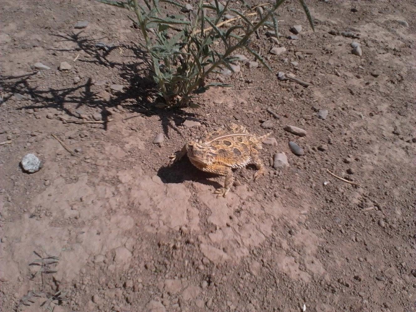 horned toad  diet