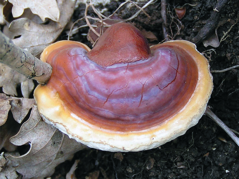 Fungo di unghie allatto di prolungamento di unghia