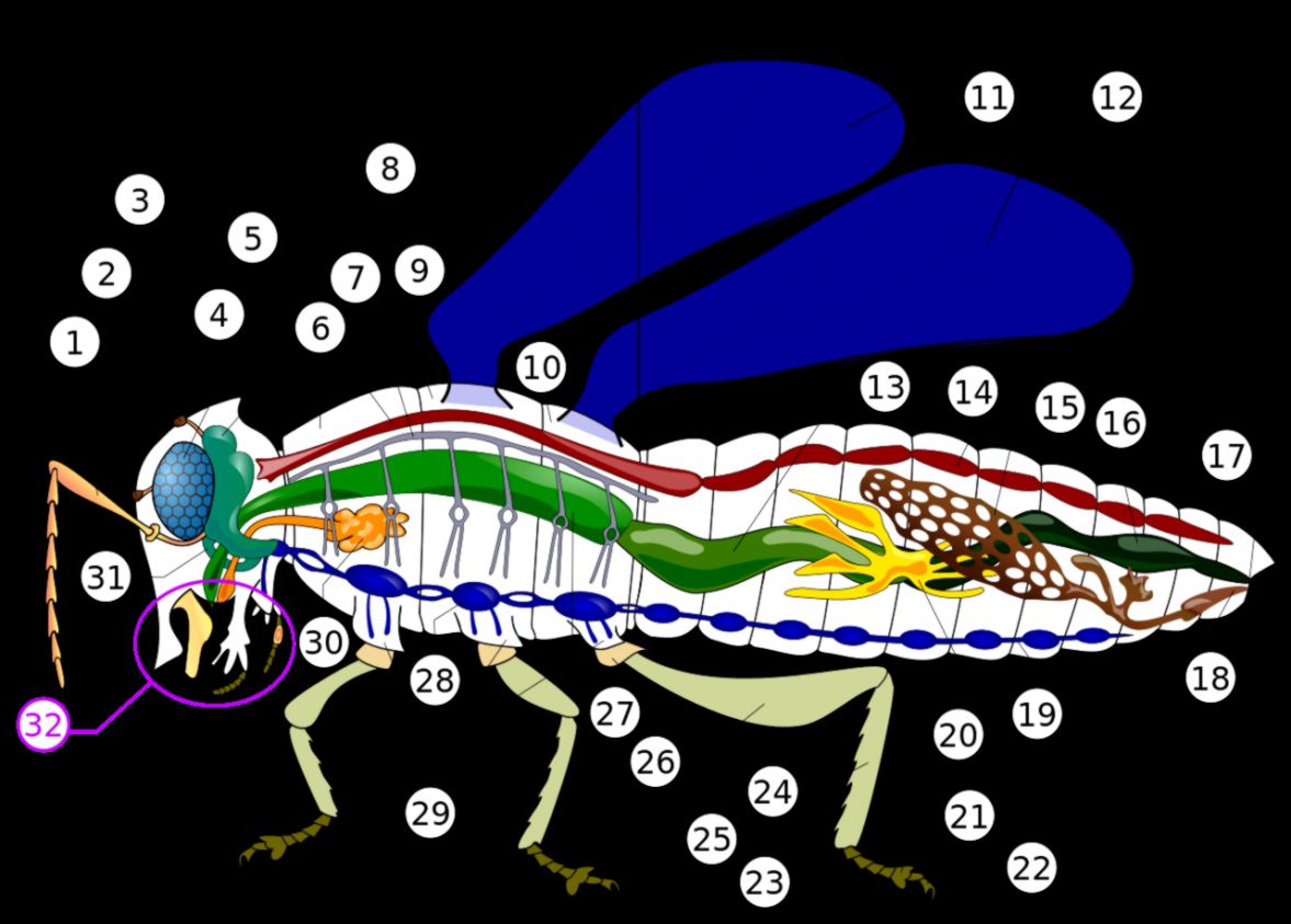 Insect Anatomy Diagram Insect Anatomy Diagram