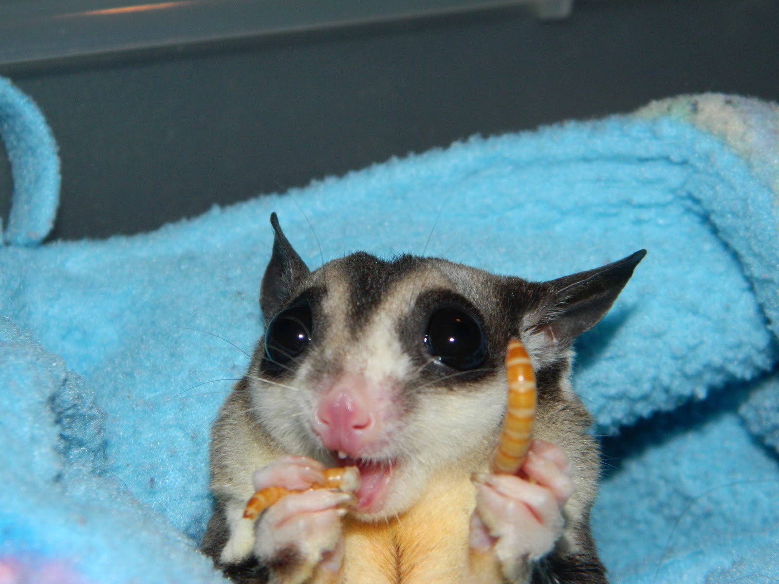 The Compulsive Ramblings Of A Philotherian: Sugar Glider Close-up...