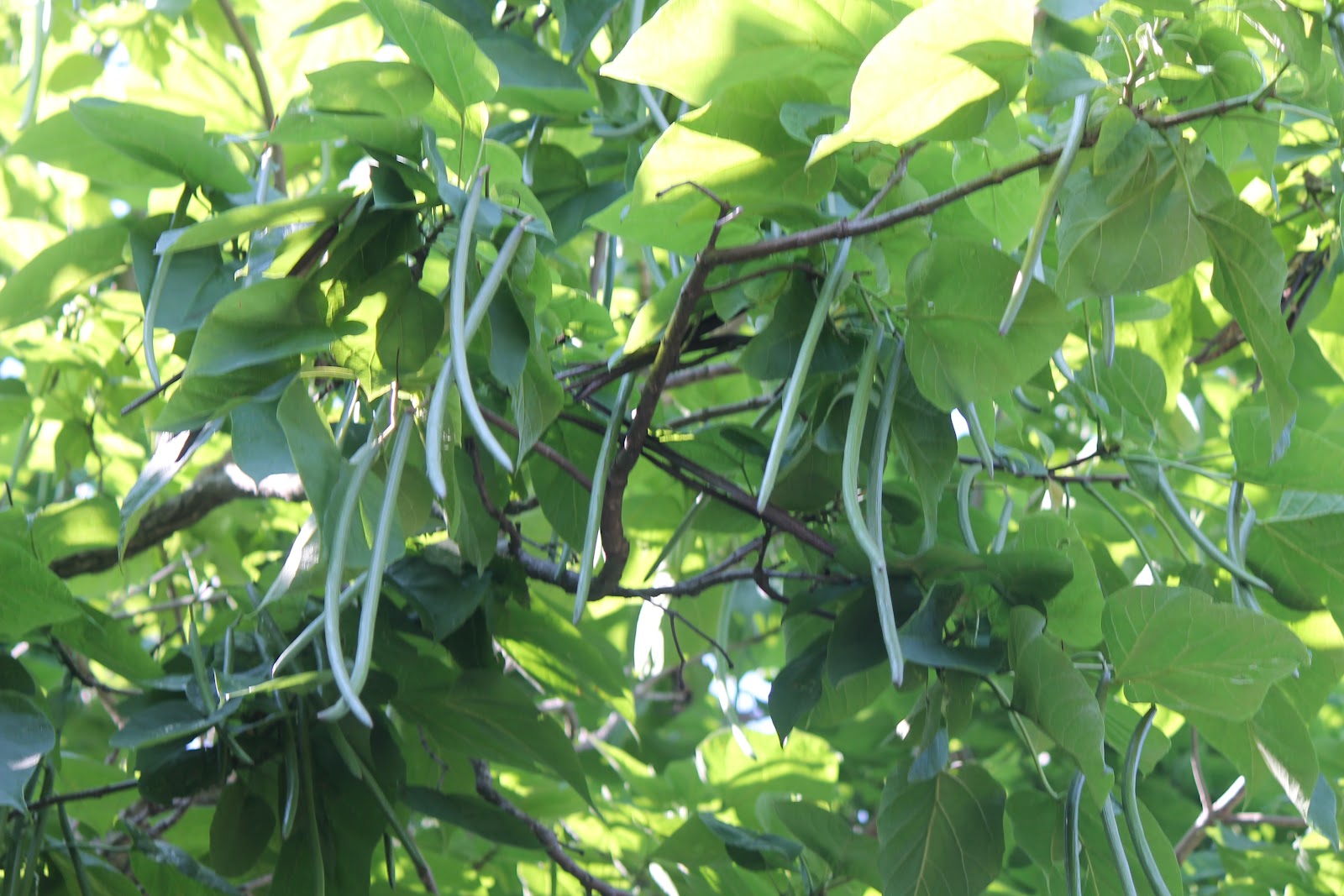Found on the Trail Green Bean Tree?
