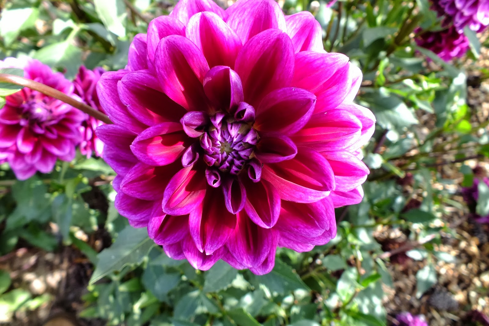 Do Dahlias Bloom All Summer Long at Carlos Harmon blog