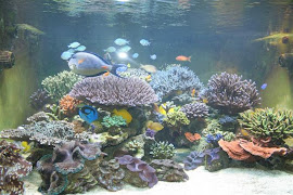 Marine Aquariums