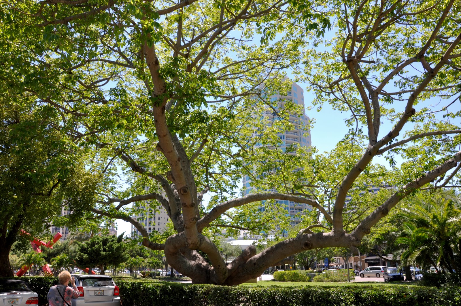 St. Petersburg, FL Daily Photo Kapok Tree Beauty