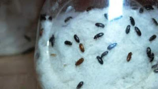Manfaat Semut Jepang bagi Kesehatan