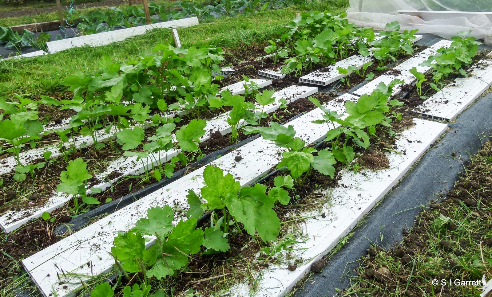 Our Plot at Green Lane Allotments Controlling the weed control fabric.