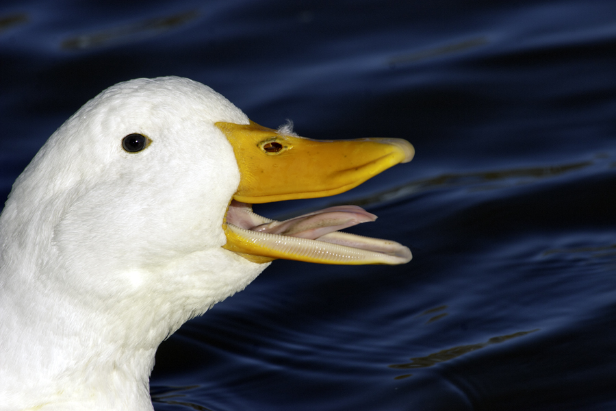 a duck quacking