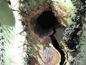 Bird hole in cactus