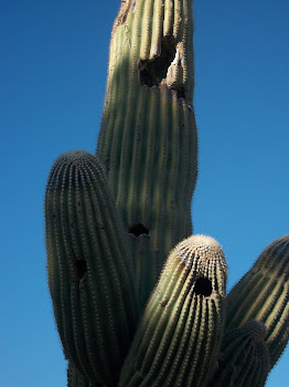 The Saguaro Hotel