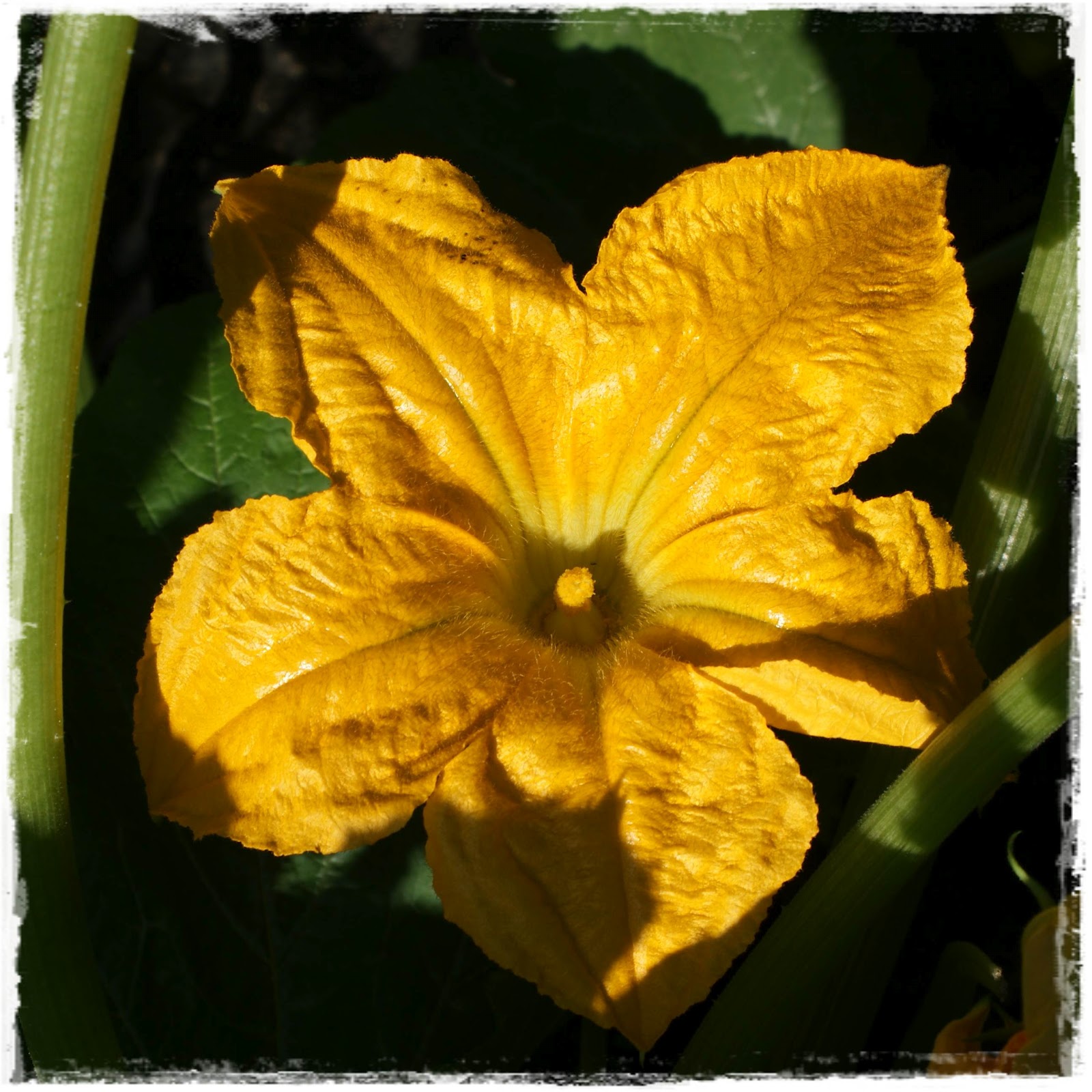 Creative Compulsive Shriveled Yellow Zucchini