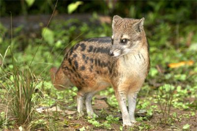 Musky Cat Like Animal Musky Cat Like Animal