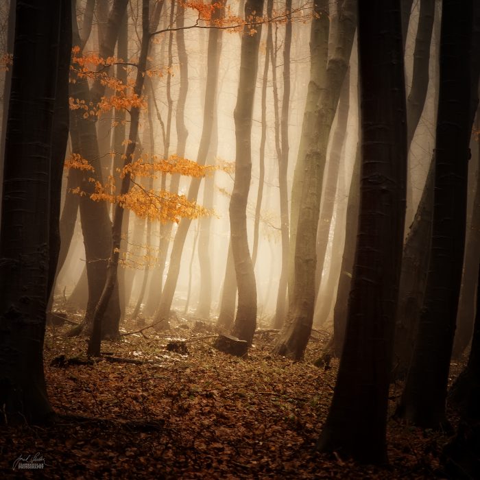 Осенние пейзажи. Janek Sedlar (фотограф)