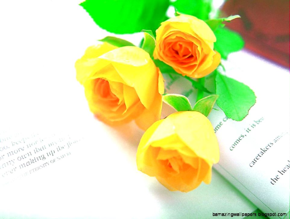 The Rose of Love Roses Wallpaper 13966653 Fanpop Page 11 The Rose of Love Roses Wallpaper 13966653 Fanpop Page 11