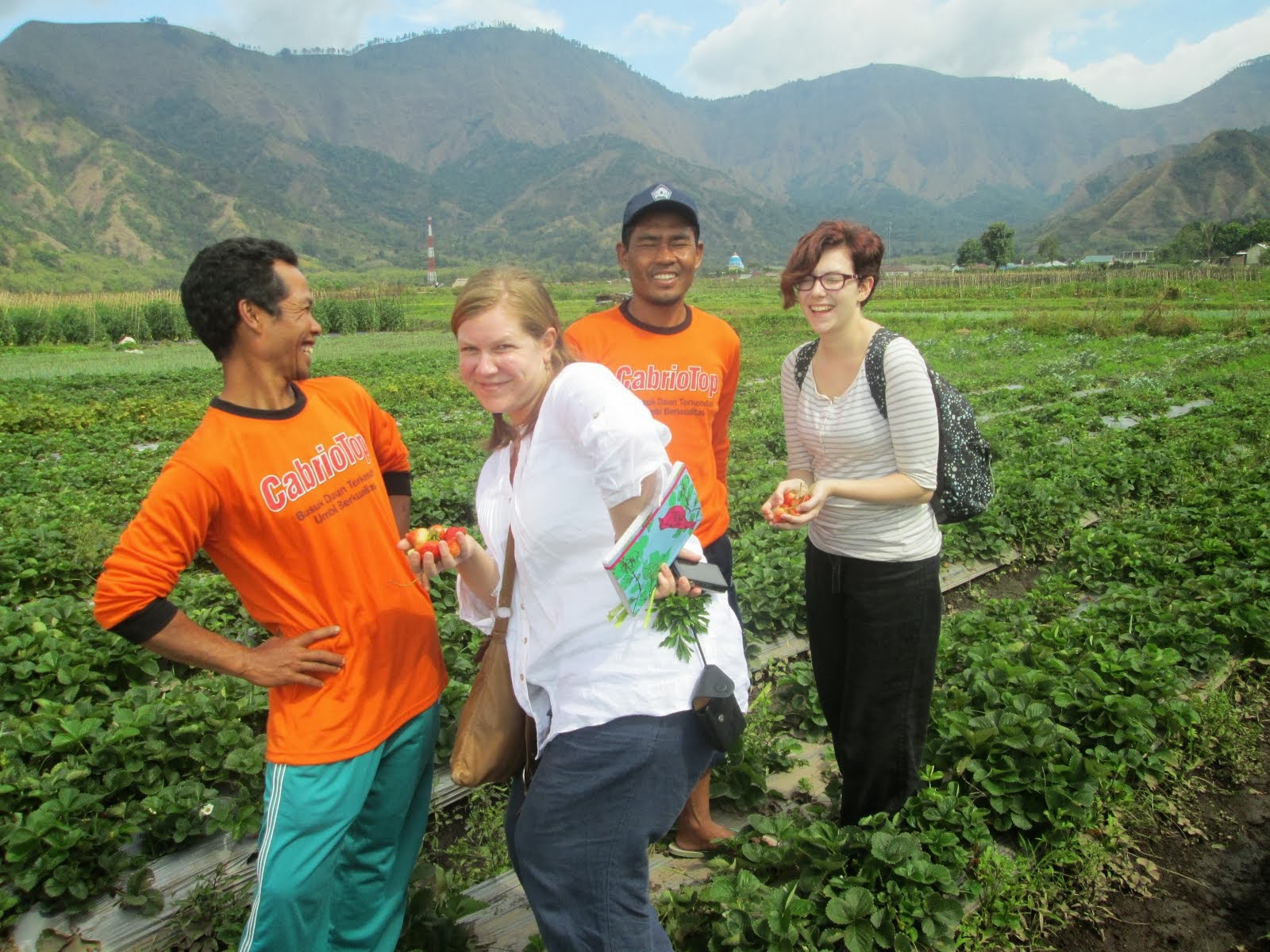 Strawberry picking in Lombok